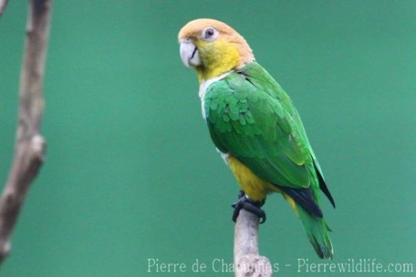 Black-legged parrot