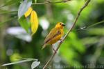 Saffron finch