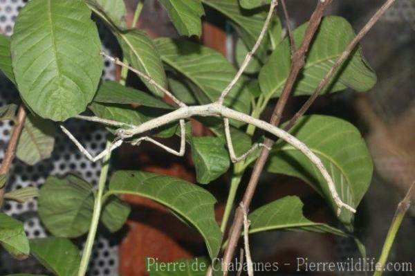 Cantor's stick-insect