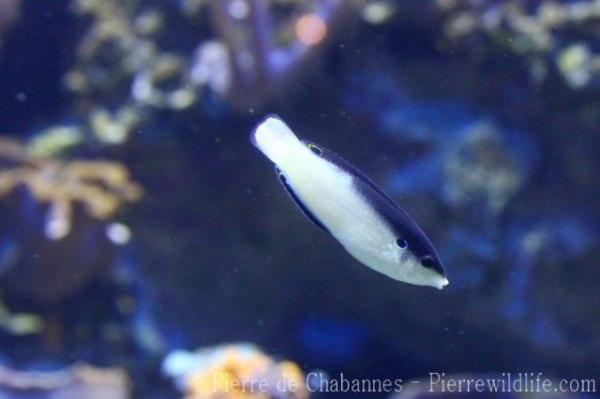 New Guinea wrasse