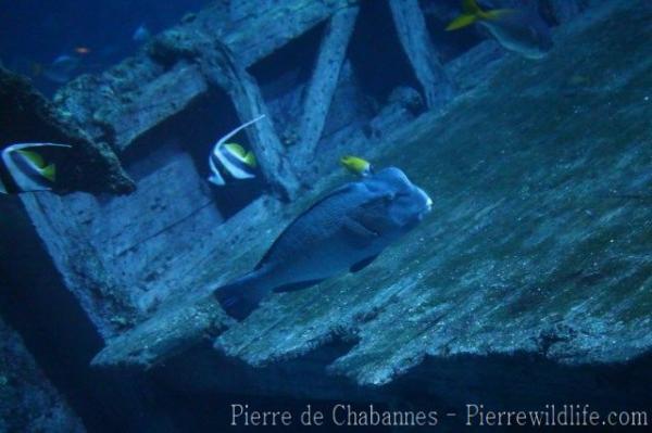 Green humphead parrotfish