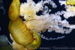 Atlantic sea nettle