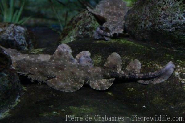 Tasselled wobbegong