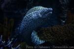 Spotted moray