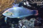Checkerboard wrasse