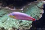 Cheekspot wrasse