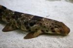 Halmahera epaulette shark