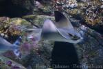 Bat eagle-ray