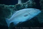 Leopard coralgrouper