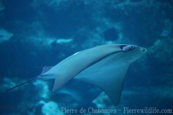 Javanese cownose ray