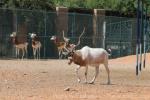 Addax