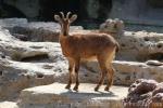 Arabian tahr