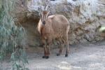 Arabian tahr