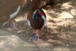 Madagascar crested ibis