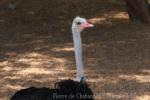 Somali ostrich