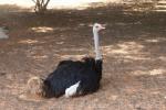 Somali ostrich