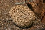 Puff adder