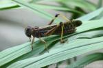 Migratory locust