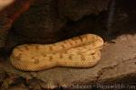 Persian horned viper