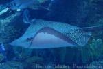 Leopard whipray