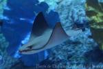 Oman cownose ray