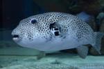 Stellate puffer