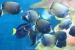 Blackspotted butterflyfish