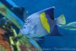 Yellowbar angelfish