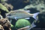 Arabian monocle bream