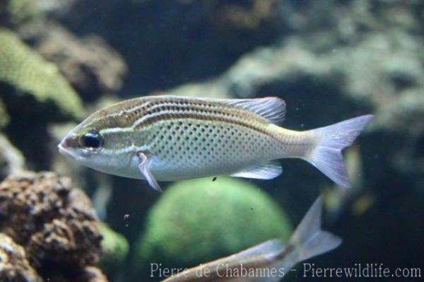 Arabian monocle bream