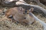 Indian hog deer