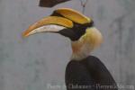 Great hornbill