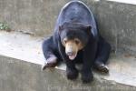 Malayan sun bear