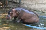 Common hippopotamus