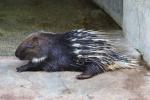 Malayan porcupine