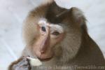 Northern pig-tailed macaque