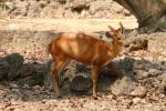 Northern red muntjac