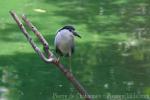 Black-crowned night-heron