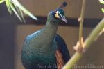 Green peafowl