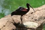 Glossy ibis