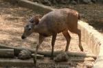 Indochinese sambar deer