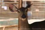 Indochinese sambar deer