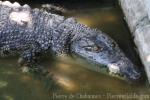 Saltwater crocodile