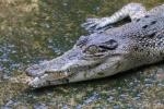 Yangon Crocodile Farm