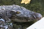 Saltwater crocodile