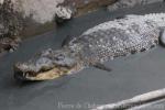 Saltwater crocodile