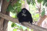 White-handed gibbon