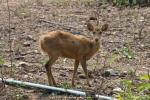 Burmese brow-antlered deer