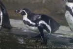 Humboldt's penguin