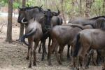 Blue wildebeest